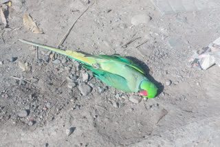 Dead parrot found in Sundernagar