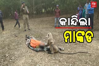 The Ape Sat And Cried For Hours On The Death Of A Laborer In Giridih