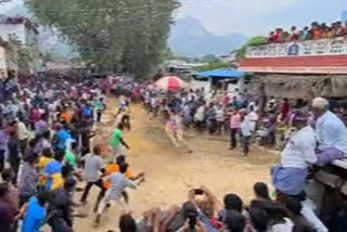 Tamil Nadu Jallikattu  cattle festival in Andhra Pradesh  kothashanambatla of chitor district in Andhra Pradesh  Andhra Pradesh Jallikattu one person seriously injured  ആന്ധ്രാപ്രദേശിൽ ജല്ലിക്കെട്ടിനിടെ ഒരാൾക്ക് ഗുരുതര പരിക്ക്  കോതശനമ്പട്‌ല  ജല്ലിക്കെട്ട്