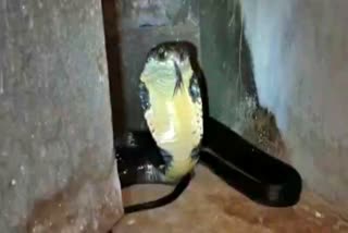 king cobra found in bathrrom