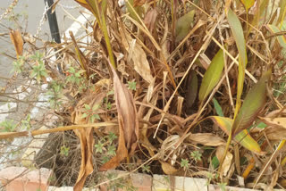 fail to maintain park and road side greenery