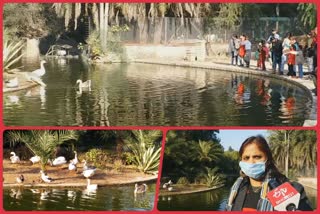 lodhi garden lake  Lodhi Garden lake pimple birds  delhi bird flu  people pimple birds Lodhi Garden lake