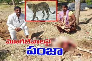 leopard attack on Cow calf killed in  devarakadra