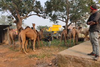 Police rescues camels in Araria
