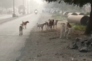 Stray dogs bite childrens in Jalgaon