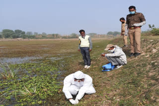 bird flu in kannauj