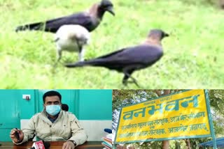 Rajasthan Bird Flu Update, forest department ajmer, Crows died in Rajasthan, Crows died in Ajmer, राजस्थान में कौओं की मौत, अजमेर में कौओं की मौत, अजमेर न्यूज, Bird flu