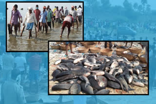 The Saligauram project, which has become bustling with fish sales