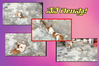 Cat, Dog friendship at velugupalli in suryapet district