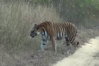 tiger-video-captured-by-tourists