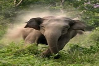 Wild elephant terror