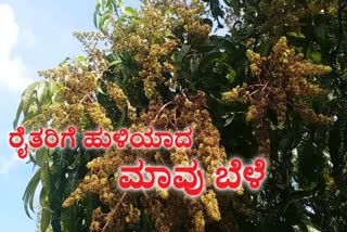 Premature rain destroys the mango crop in Darwada