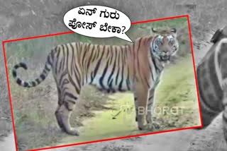 tiger video captured by tourists at satpura tiger reserve in hoshangabad