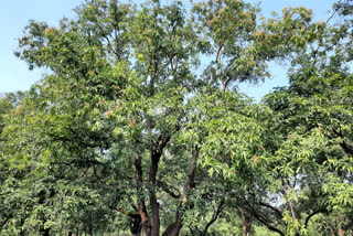 કેરીના પાકને નુકસાનની આશંકા