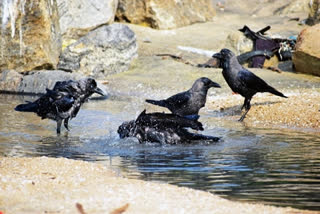 Bird flu grips 18 districts of Madhya Pradesh