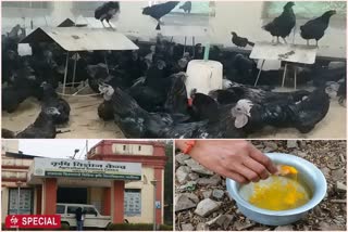 agricultural-scientists-in-gwalior-are-adopting-domestic-tricks-to-save-chickens