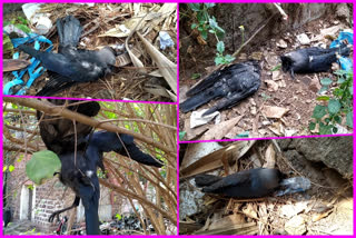 crows died near visakhapatnam collector office