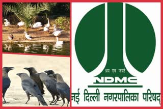 NDMC Health Department  NDMC Health Department rapid action team  rapid action team for bird flu infection  delhi bird flu infection  NDMC action on bird flu infection