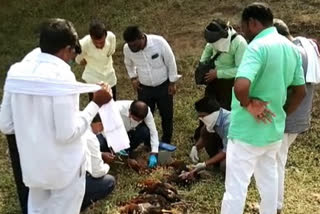 Bird flu confirmed after 800 hens die in Maharashtra