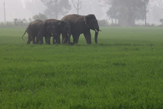 Elephants terror in Sisaiya and Haldua villages