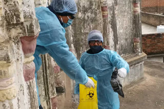 26 pigeons found dead together in Panna city