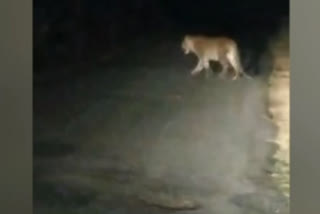 leopard cub roaming the tamilnadu- karnataka state border road at thalavadi