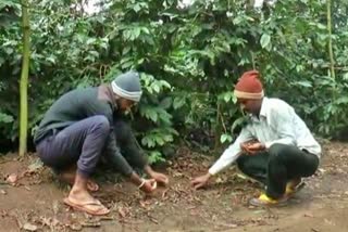 ಮಳೆಯಿಂದ ಚಿಕ್ಕಮಗಳೂರಿನ ಕಾಫಿ ಬೆಳೆಗಾರರು ಕಂಗಾಲು