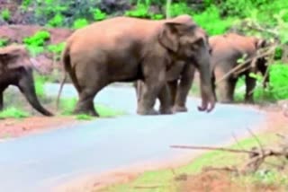 villagers-fearful-of-elephant-terror-in-mahasamund