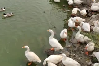 Delhi: confirmation of bird flu, strict measures are being taken as a precaution