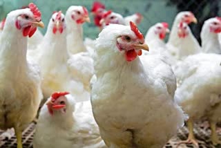 no-need-to-worry-for-bird-flu-poultry-corporation-of-assam