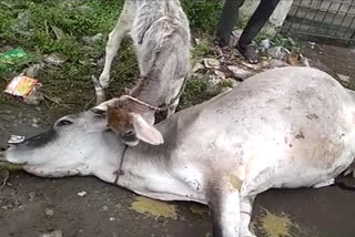 cow death by electric shock in Pozhichalur