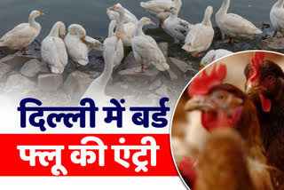 Bird flu cases found in Delhi, government took many steps