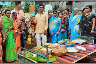 SOLAPUR BARSHI COW DOHAE JEVAN