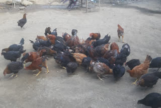 Symptoms of bird flu appear in parbhani