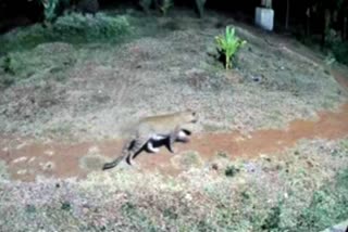 Leopard found in Mandya