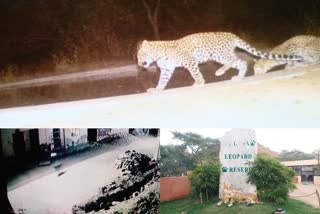 जयपुर में पैंथर, वन विभाग जयपुर, आबादी क्षेत्र में घुसा पैंथर, jaipur news, Panther movement, Jhalana Jungle Jaipur, Panther in Jaipur, Forest Department Jaipur