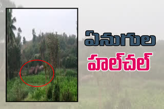 elephants hulchul in palamaneru at chittor district