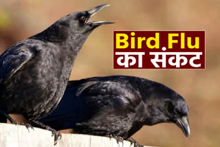 hanumangarh bird flu update, 127 pigeons dead body found