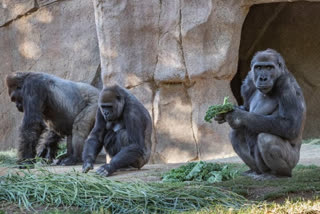 gorillas-at-san-diego-zoo-safari-park-in-us-diagnosed-with-coronavirus