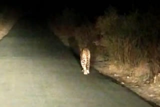 leopard free movement again near chhatri lake in amravati