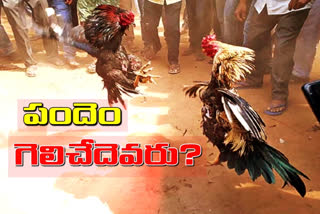 rooster fight