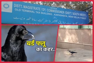 crows died Kaphashera DM office  Kaphashera DM office crows died  delhi bird flu  delhi bird flu update