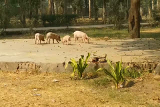 Garbage dumped in the park located at Subhash Nagar Mor, Delhi