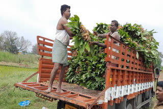 pongal-festival-sale-of-weedy-turmeric