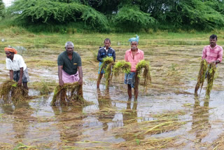 Damage to paddy