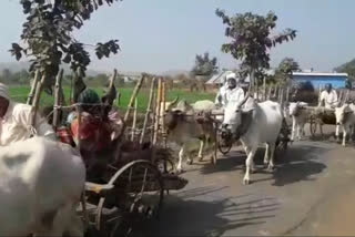 Bullock cart journey