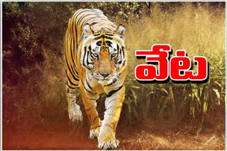 tiger hunting in kumuram bheem district