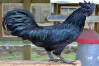 Confirmation of bird flu in famous Kadaknath chicken