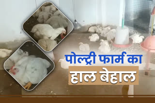 bird-flu-affects-poultry-farm-in-jamshedpur