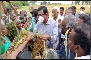 district-collector-inspects-paddy-fields-submerged-in-rainwater